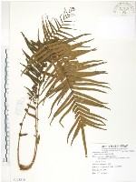 鱗蓋鳳尾蕨藏品圖，第1張