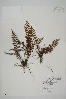 毛軸鐵角蕨藏品圖，第1張