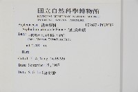 毛軸鐵角蕨藏品圖，第2張