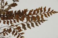 毛軸鐵角蕨藏品圖，第4張