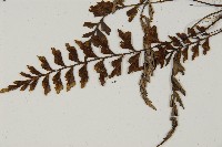 毛軸鐵角蕨藏品圖，第5張