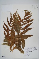 多羽節肢蕨藏品圖，第1張