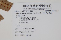 尖裂假瘤蕨藏品圖，第2張