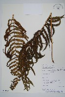 登錄號:P008520藏品圖，第1張