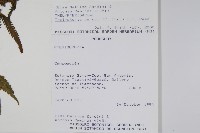 登錄號:P008520藏品圖，第2張