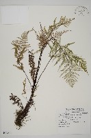 粉葉蕨藏品圖，第1張