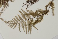 粉葉蕨藏品圖，第5張