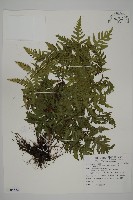 薄葉三叉蕨藏品圖，第1張