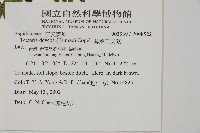 薄葉三叉蕨藏品圖，第2張