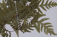 薄葉三叉蕨藏品圖，第3張