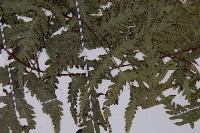 薄葉三叉蕨藏品圖，第4張