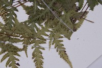 薄葉三叉蕨藏品圖，第5張