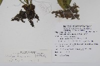 臺灣車前蕨藏品圖，第2張