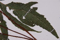 海金沙藏品圖，第1張