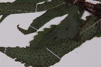 海金沙藏品圖，第2張