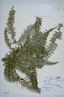 芒萁藏品圖，第1張