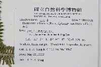 芒萁藏品圖，第2張