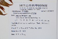 雙扇蕨藏品圖，第2張