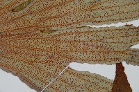 雙扇蕨藏品圖，第4張