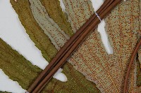 雙扇蕨藏品圖，第5張