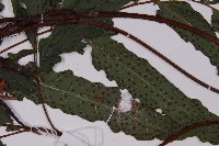 蛇脈三叉蕨藏品圖，第6張