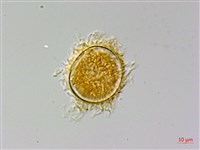 蛇脈三叉蕨藏品圖，第4張