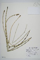 臺灣木賊藏品圖，第1張