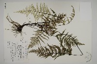 粉葉蕨藏品圖，第1張