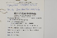 粉葉蕨藏品圖，第5張