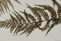 粉葉蕨藏品圖，第6張