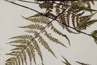 粉葉蕨藏品圖，第7張