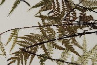 粉葉蕨藏品圖，第8張