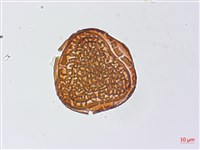 粉葉蕨藏品圖，第2張