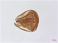 粉葉蕨藏品圖，第3張