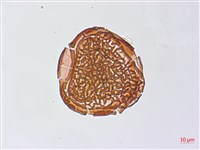 粉葉蕨藏品圖，第4張