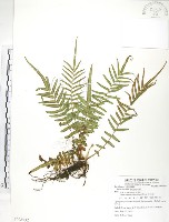 鱗蓋鳳尾蕨藏品圖，第1張