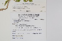 全緣卷柏藏品圖，第2張