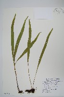 麟瓦葦、川上氏瓦葦藏品圖，第1張