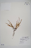 擬芨瓦葦藏品圖，第1張