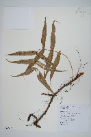 骨牌蕨藏品圖，第1張