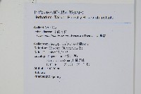 骨牌蕨藏品圖，第2張