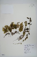 華東膜蕨藏品圖，第1張