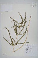 箭葉鳳尾蕨藏品圖，第1張