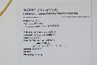 箭葉鳳尾蕨藏品圖，第2張