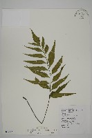 革葉鐵角蕨藏品圖，第1張