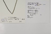 革葉鐵角蕨藏品圖，第2張