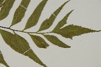 革葉鐵角蕨藏品圖，第3張