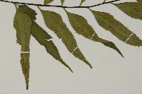 革葉鐵角蕨藏品圖，第4張