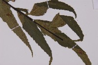 革葉鐵角蕨藏品圖，第3張