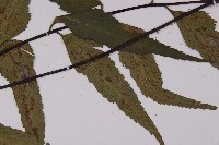 革葉鐵角蕨藏品圖，第4張